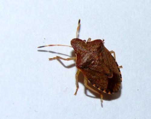 Réf. 54 000 : Peribalus strictus strictus