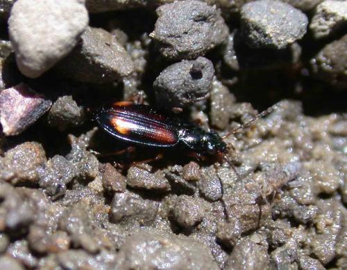 Réf. 54 898 : Bembidion saxatile devillei