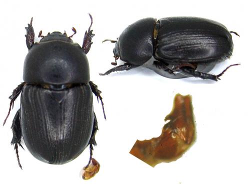 Réf. 54 167 : Euetheola humilis