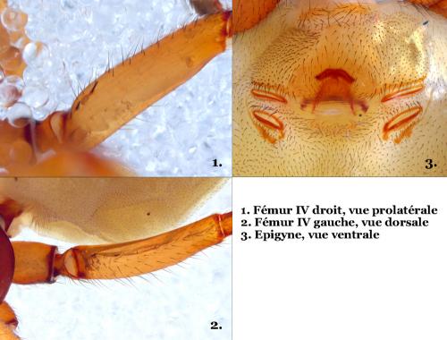 Dysdera sp.