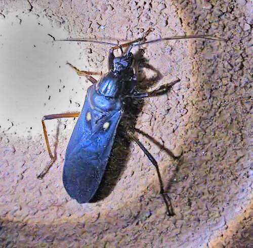 Ectomocoris erebus
