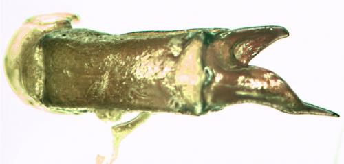 Réf. 54 895 : Adoretus versutus