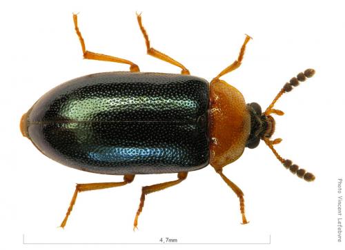 Tetratoma fungorum