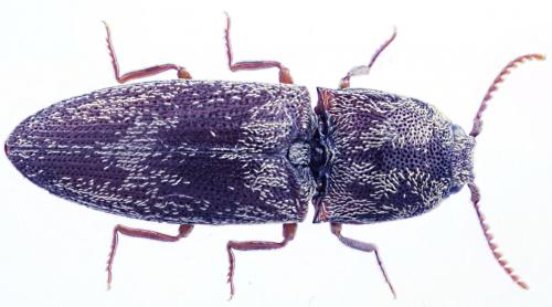 Réf. 54 894 : Lacon modestus