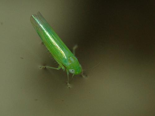 Réf. 54 093 : Empoasca sp.