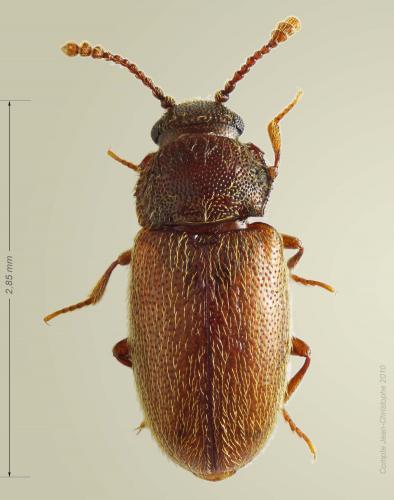 Cryptophagus sp.