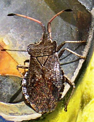 Enoplops scapha