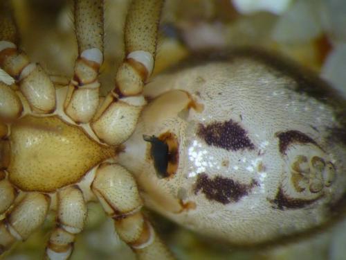 Steatoda castanea