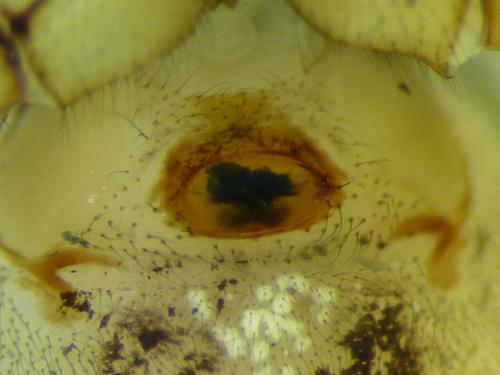 Steatoda castanea