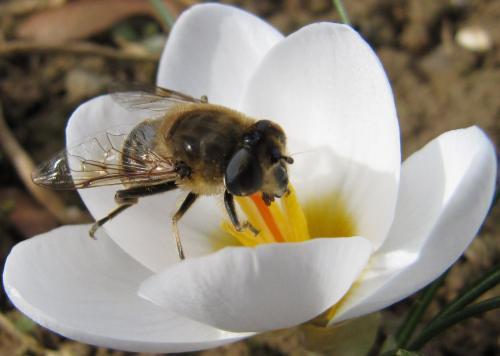 Eristalis tenax
