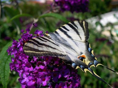 Réf. 54 119 : Iphiclides podalirius feisthamelii