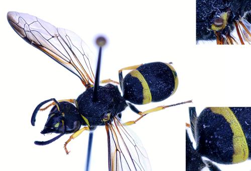 Allodynerus sp.