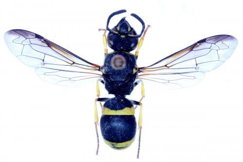 Allodynerus sp.