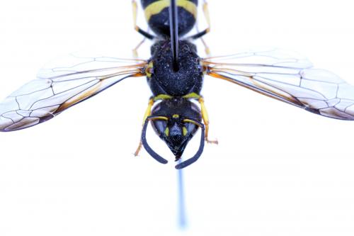 Allodynerus sp.