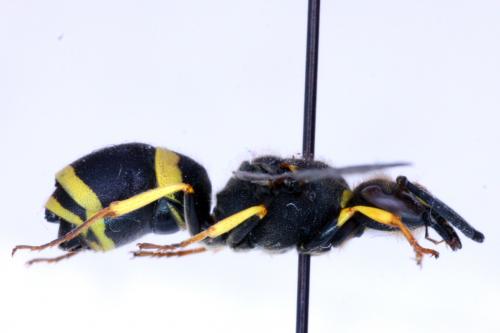 Allodynerus sp.