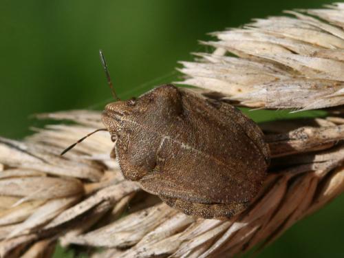 Réf. 54 439 : Eurygaster maura