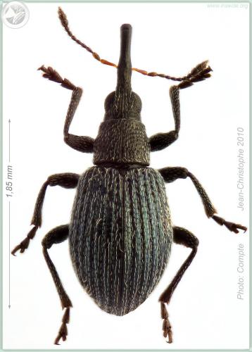 Hemitrichapion pavidum