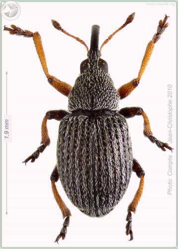 Exapion formaneki