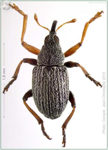Exapion formaneki