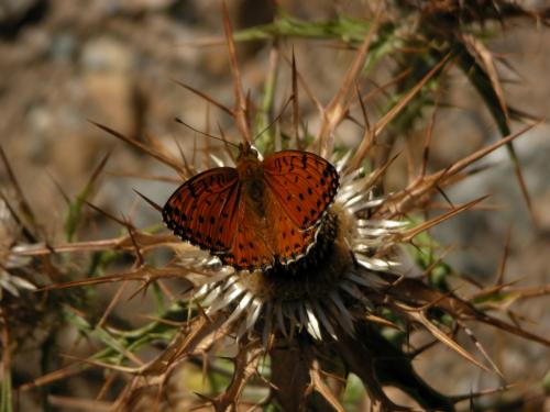Argynnis elisa