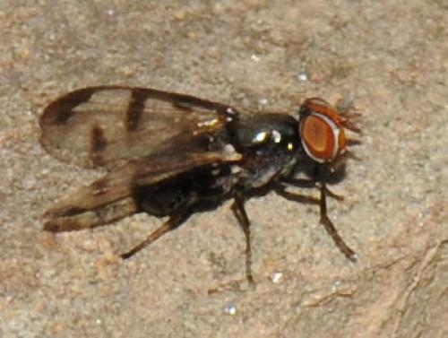 Herina nigrina