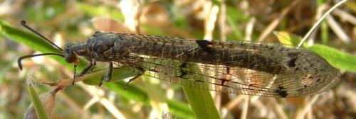 Réf. 54 370 : Distoleon tetragrammicus