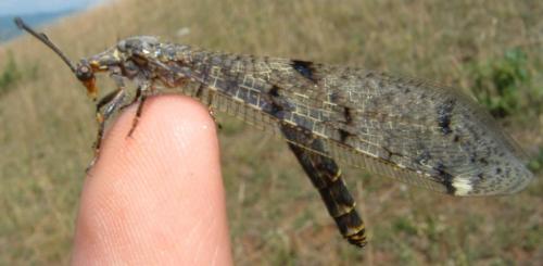 Distoleon tetragrammicus