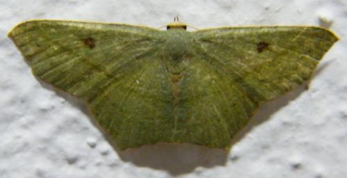 Traminda sp.