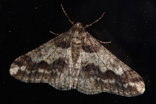 Agriopis leucophaearia