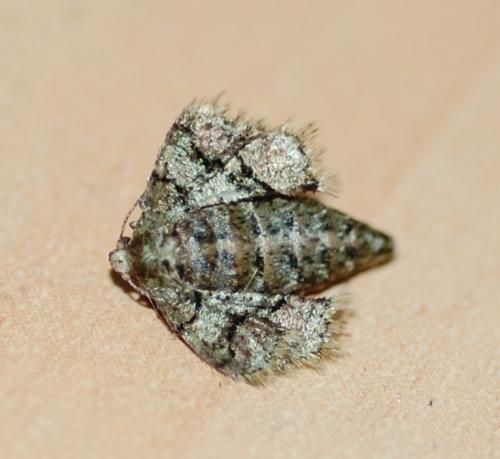 Réf. 54 748 : Agriopis marginaria