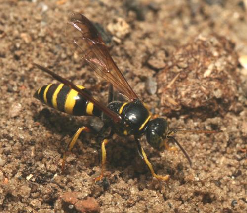 Gorytes laticinctus