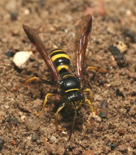 Gorytes laticinctus