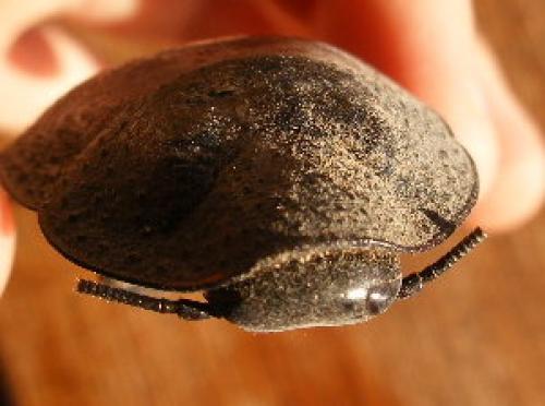 Gromphadorhina portentosa