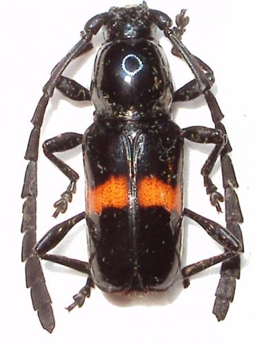 Réf. 54 068 : Lissonoschema fasciatum