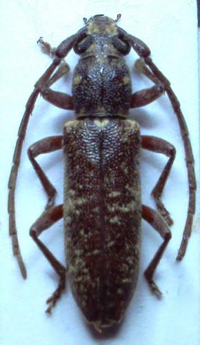 Anelaphus souzai