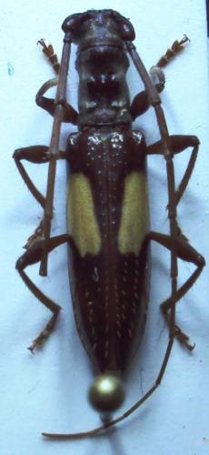 Gnomibidion fulvipes