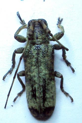 Réf. 54 097 : Cylicasta terminata