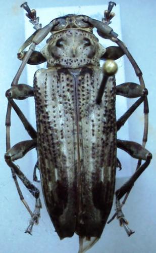 Réf. 54 107 : Aegoschema moniliferum