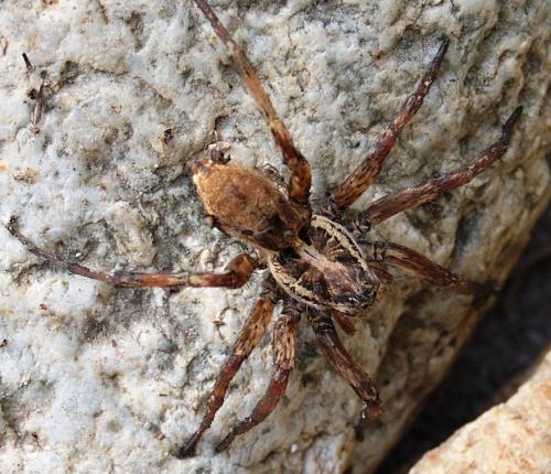 Hogna radiata