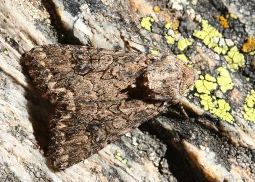 Réf. 54 440 : Anarta trifolii