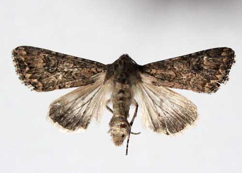 Réf. 54 437 : Anarta trifolii