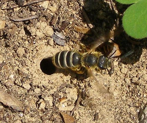 Réf. 54 245 : Halictus sexcinctus