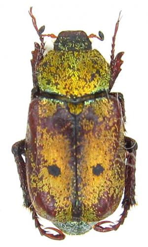 Hoplia nigromaculata
