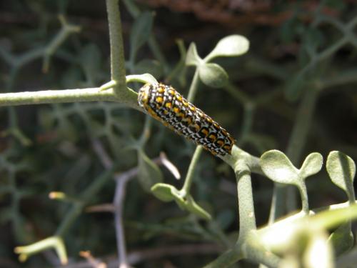 Papilio hospiton