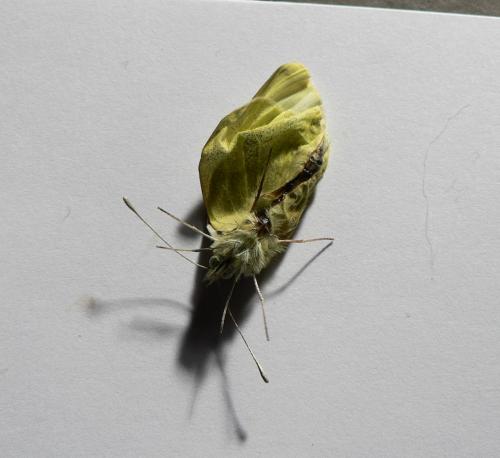 Pieris sp.