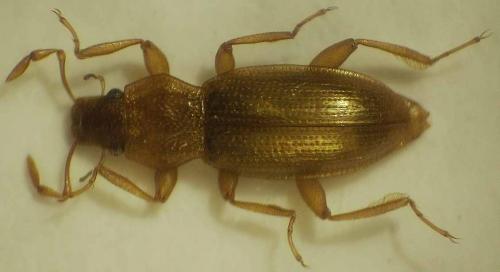 Hydraena lapidicola