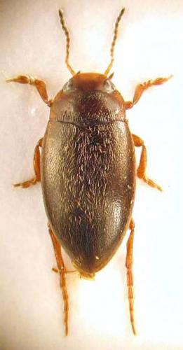 Hydroporus angustatus
