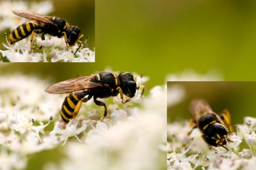 Réf. 54 941 : Ectemnius sp.