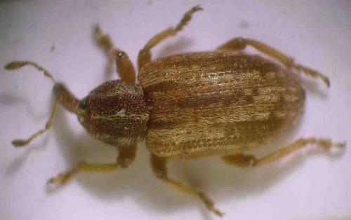 Réf. 54 184 : Hypera sp.