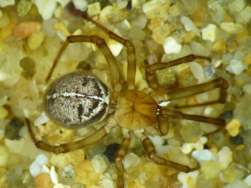 Steatoda castanea